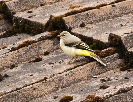 Grey Wagtail (Motacilla cinerea)