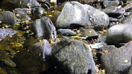 Grey Wagtail Baby