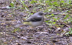 Grey Wagtail Baby