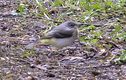 Grey Wagtail Baby