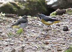 Grey Wagtail Baby