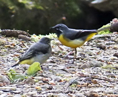Grey Wagtail Baby