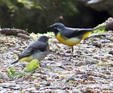 Grey Wagtail Baby