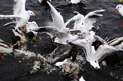 Gulls Attacking A Goosander