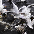 Gulls Attacking A Goosander