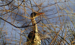 Grey Heron (Ardea cinerea)