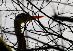 Grey Heron (Ardea cinerea)
