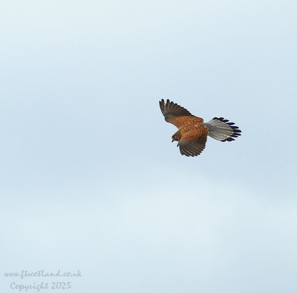 kestrel-tenerife-001.jpg