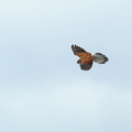 Kestrel Tenerife
