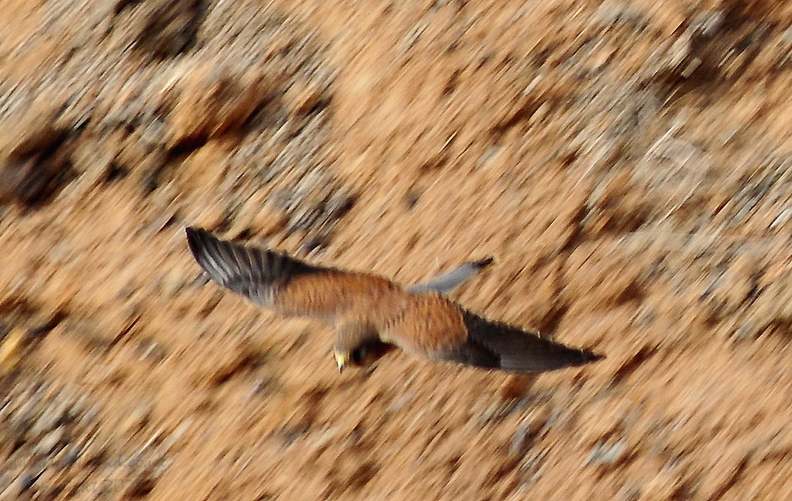 Kestrel (Falco tinnunculus) in flight Tenerife