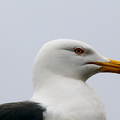 Lesser Black Backed Gull (Larus fuscus) Head
