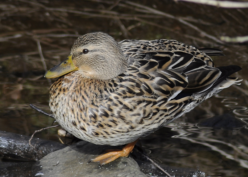 mallard-duck-female-001.jpg
