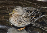 Mallard Duck Female (Anas platyrhynchos)