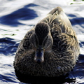 Mallard Duck (Anas platyrhynchos) Female