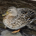 Mallard Duck Female