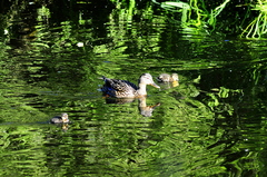 Mallard Female And Ducklings