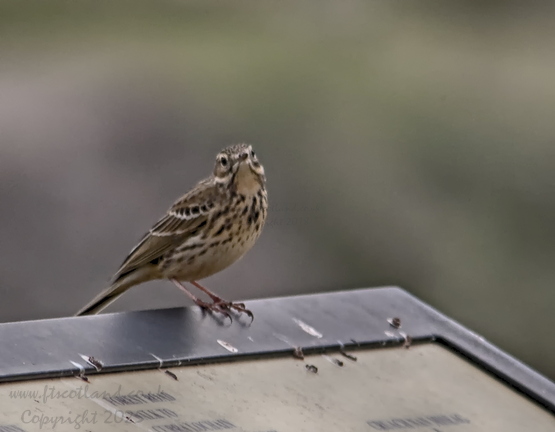 Meadow Pipit