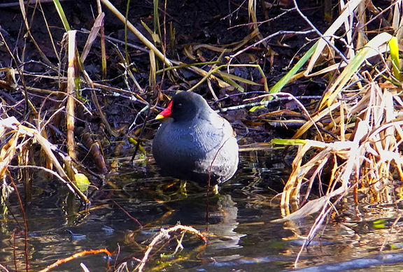 Moorhen (Gallinula chloropus) Standing In Reeds
