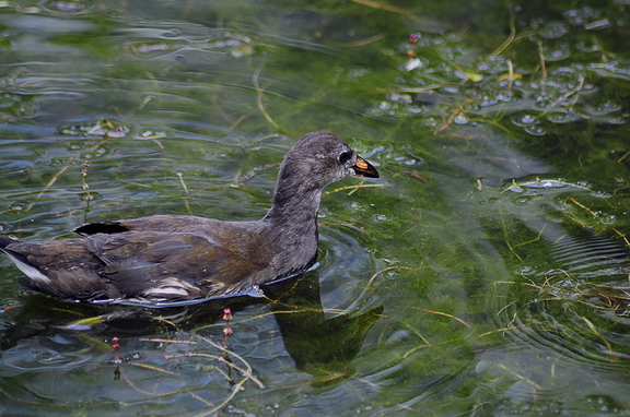 Moorhen (Gallinula chloropus) Baby