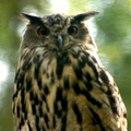 Long-eared Owl (Asio otus)