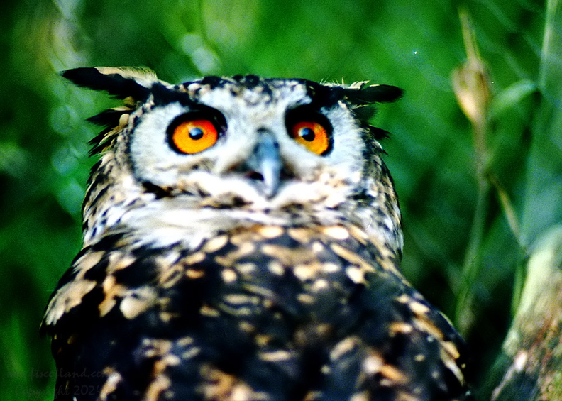 owl-003_1.jpg