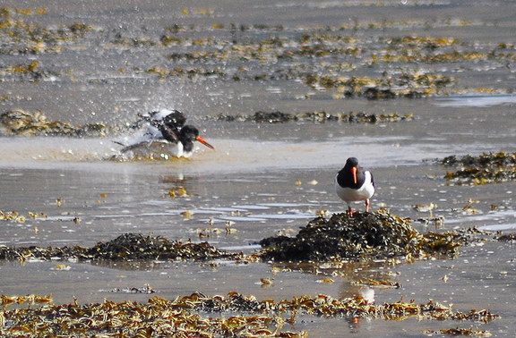 Oystercatchers (Haematopus ostralegus)