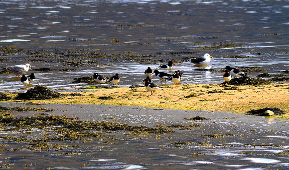 Oystercatchers (Haematopus ostralegus)