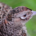Pheasant (Phasianus colchicus) Hens head