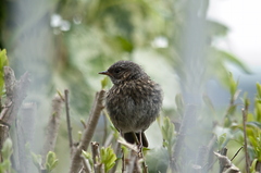 Baby Robin