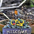 Robin On Welcome Sign (Erithacus rubecula)