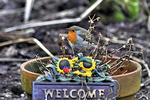 Robin On Welcome Sign (Erithacus rubecula)