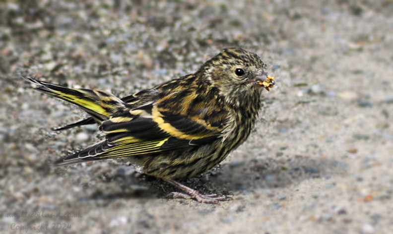 Siskin (Carduelis spinus) Young