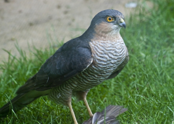Sparrowhawk