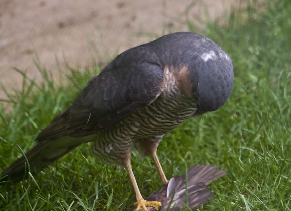 Sparrowhawk