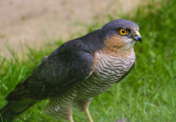 Sparrowhawk