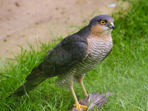 Sparrowhawk
