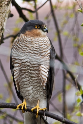 Sparrowhawk