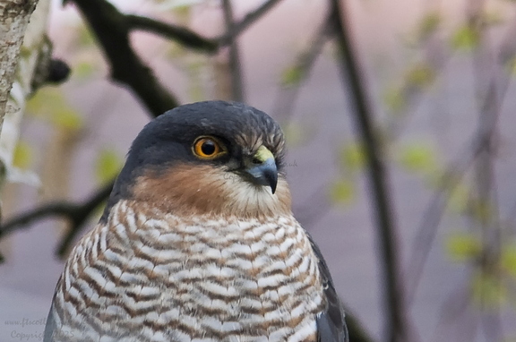 Sparrowhawk