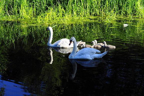 Mute Swan Family (Cygnus olor)