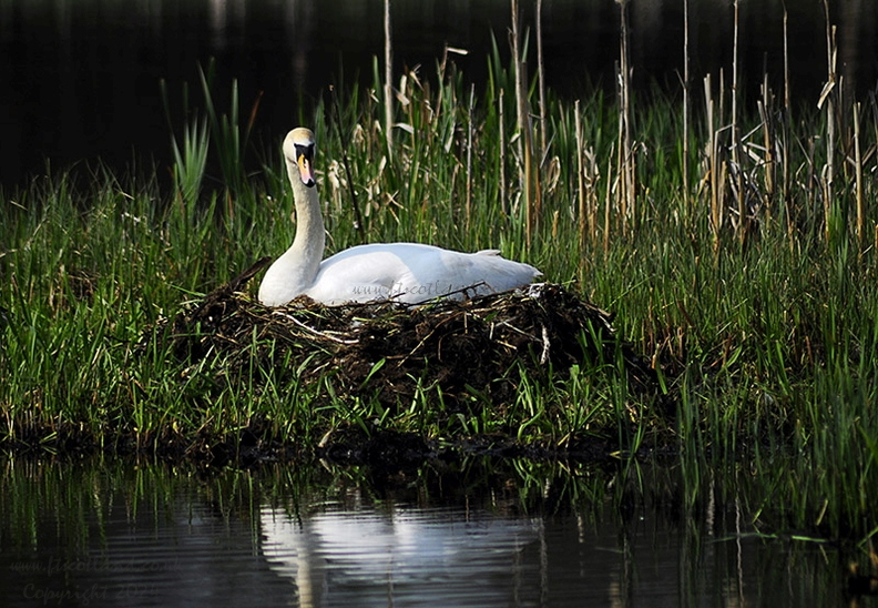 Mute Swan Female On Nest