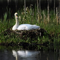 Mute Swan Female On Nest