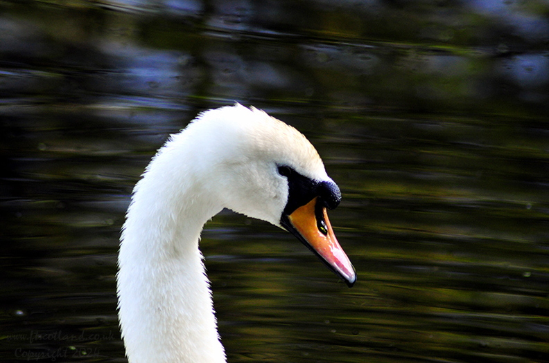 swan-head-male-001.jpg