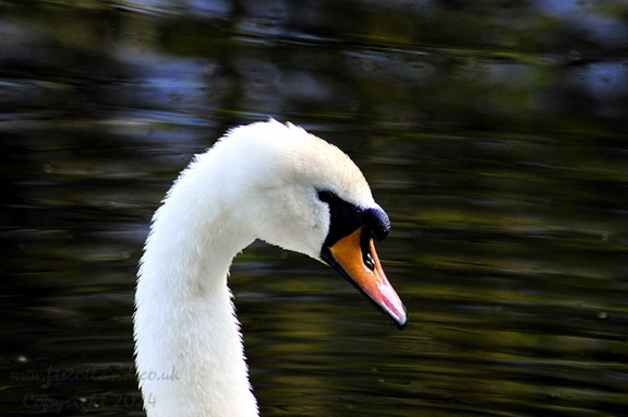 Mute Swan Head Male (Cygnus olor)