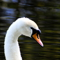 Mute Swan Head Male (Cygnus olor)