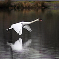 Mute Swan (Cygnus olor) Landing On Water