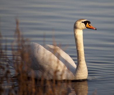 Mute Swan Male