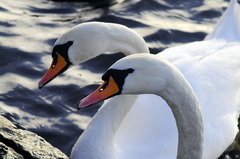 Mute Swan (cygnus olor) Male And Female Heads