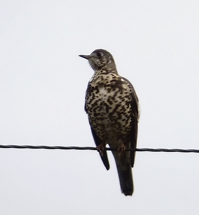 Mistle Thrush (Turdus viscivorus)