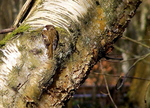 Treecreeper (Certhia familiaris)