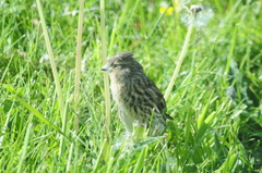 Twite